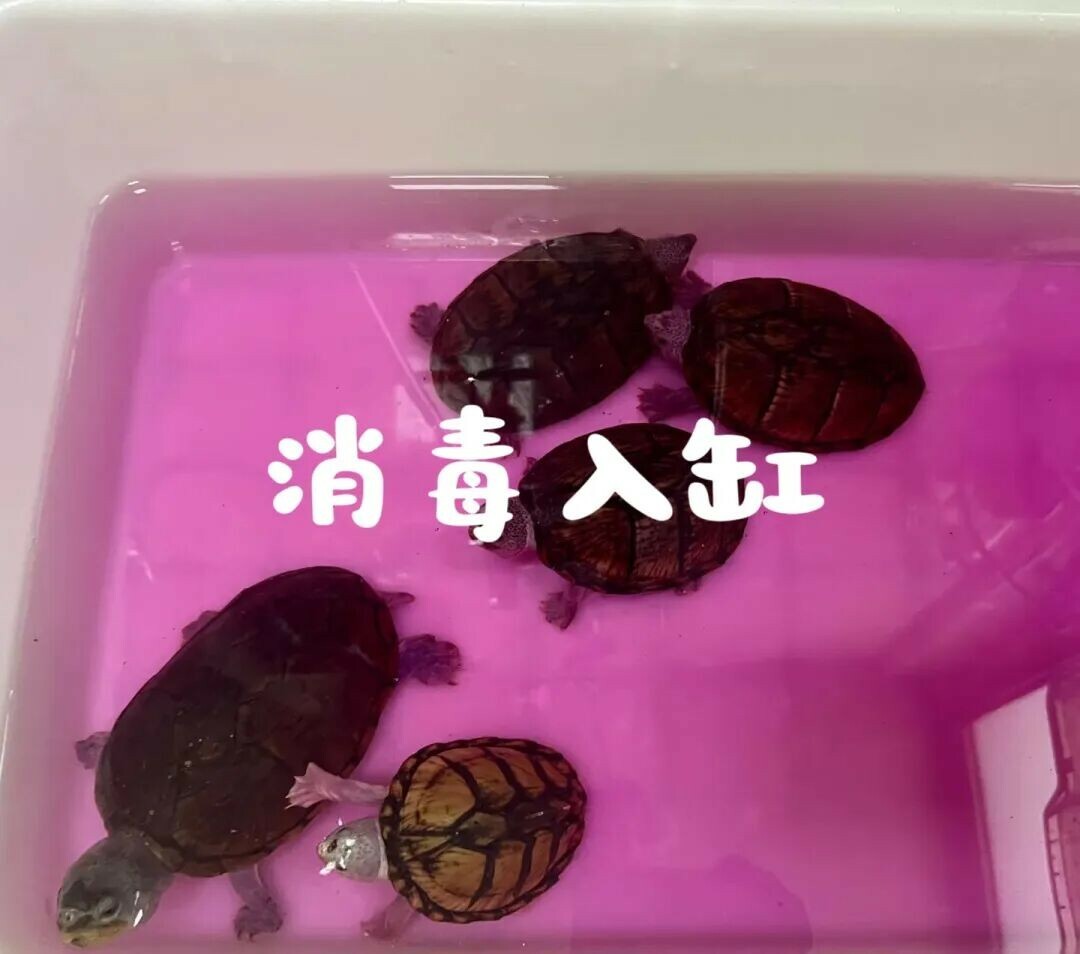 快递龟养护攻略：开箱、静养到安全入缸全流程