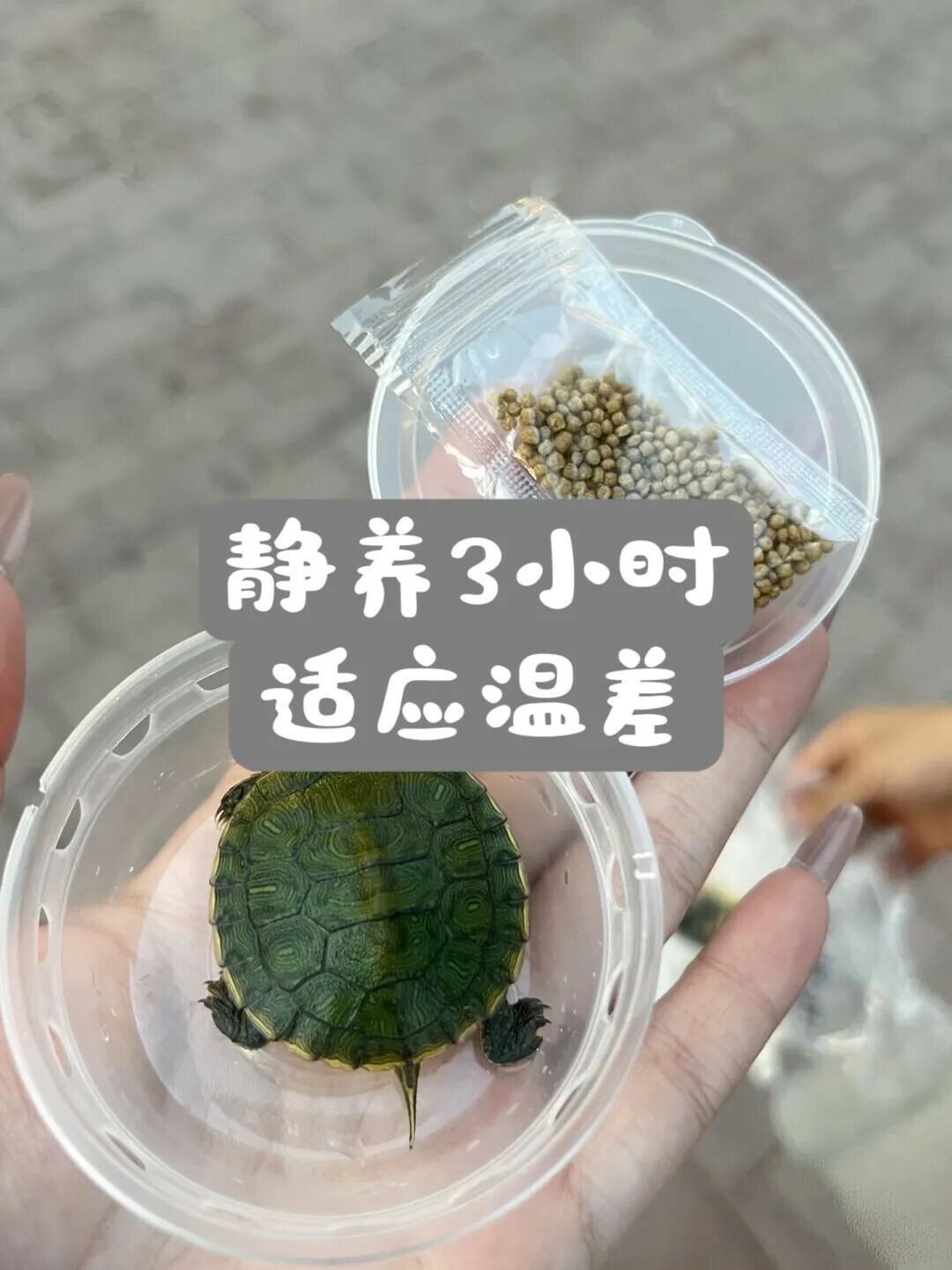 快递龟养护攻略：开箱、静养到安全入缸全流程