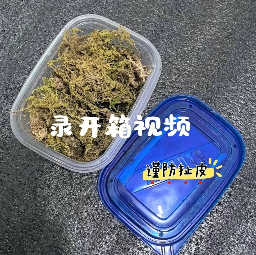 快递龟养护攻略：开箱、静养到安全入缸全流程