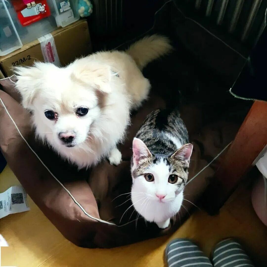 古人为何告诫男不养猫女不养狗?其中寓意耐人寻味