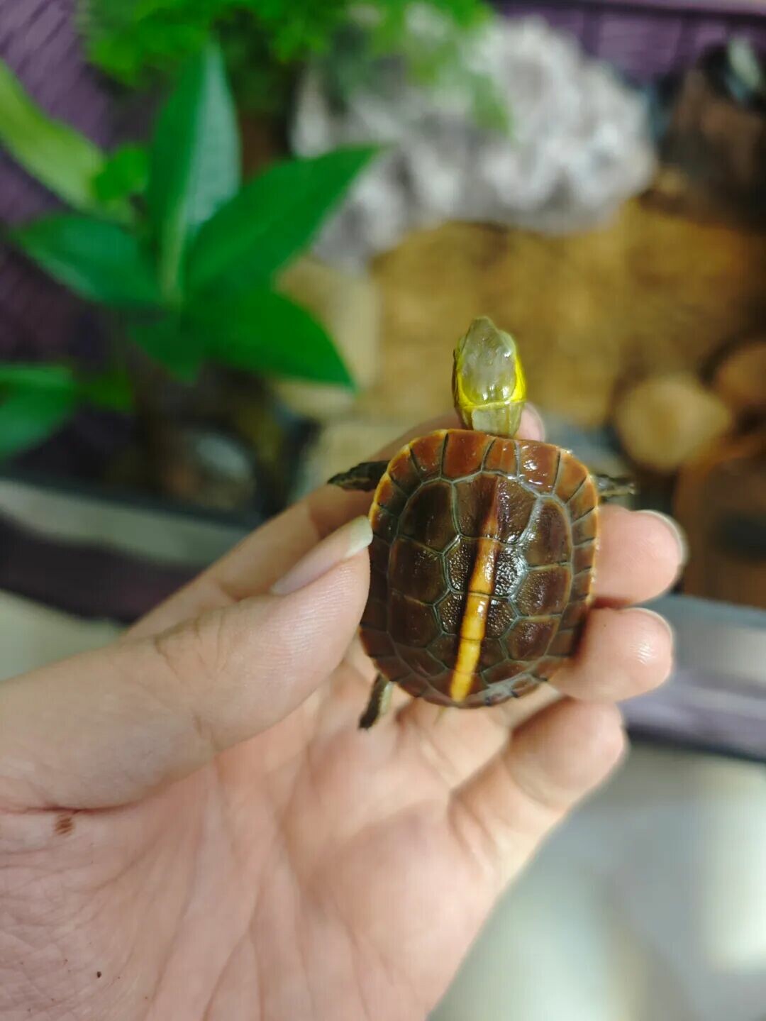 新手如何避免买到假安缘?黄缘闭壳龟选购指南