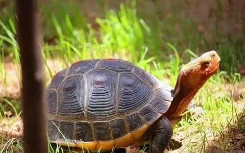 新手如何避免买到假安缘？黄缘闭壳龟选购指南