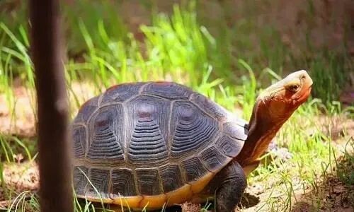 新手如何避免买到假安缘?黄缘闭壳龟选购指南