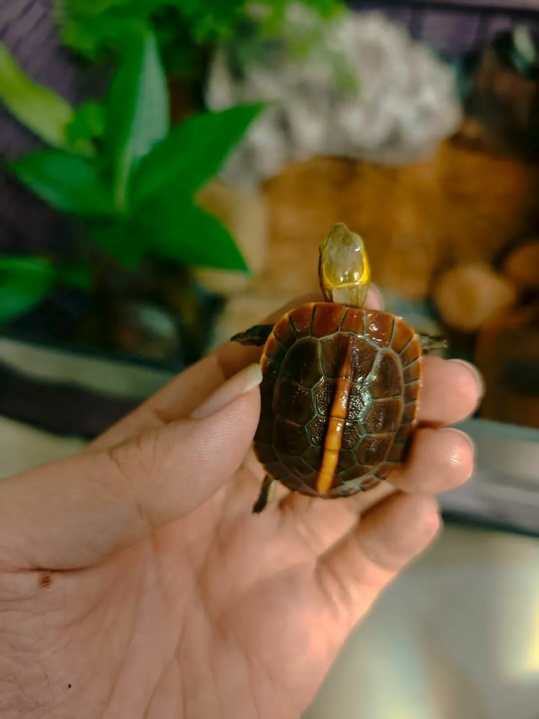 新手如何避免买到假安缘?黄缘闭壳龟选购指南