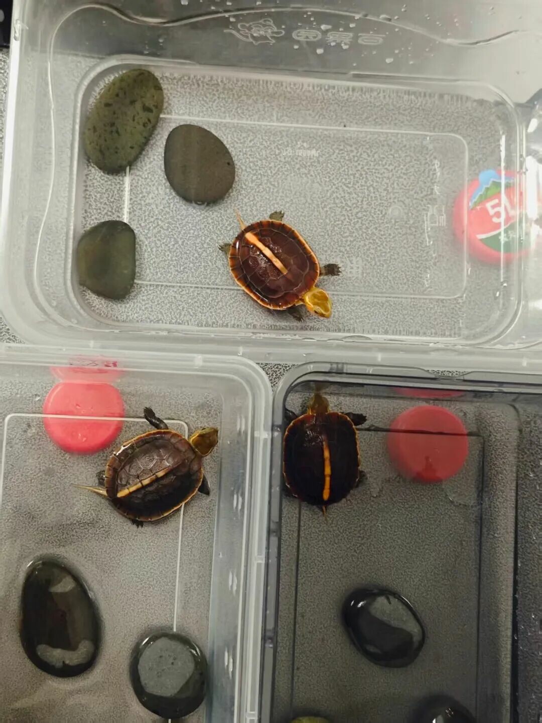 新手如何避免买到假安缘?黄缘闭壳龟选购指南