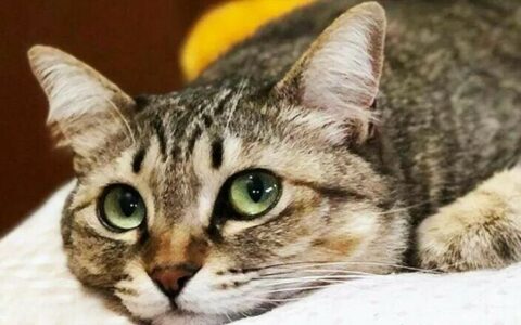 What Cat Breeds Are Suitable for Beginners? These 4 Breeds Are Good-Looking and Low-Maintenance