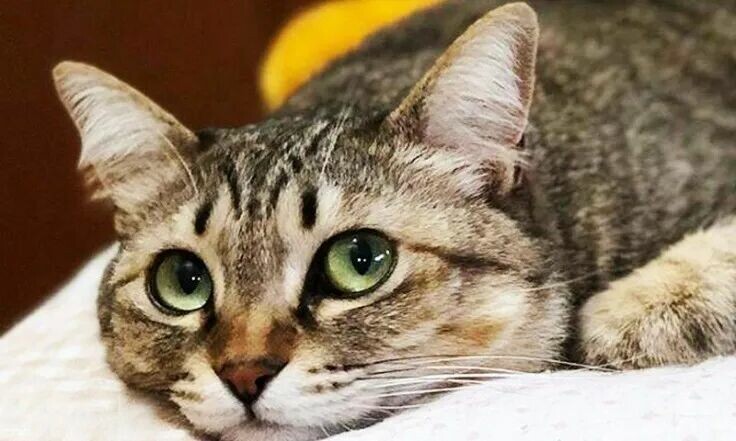 新手适合养的猫有哪些?这 4 种猫颜值高又省心