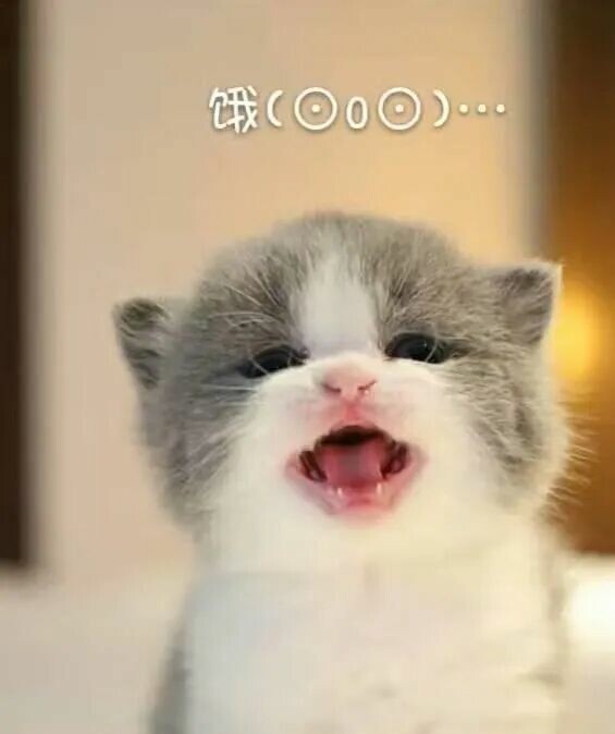 新手适合养的猫有哪些?这 4 种猫颜值高又省心