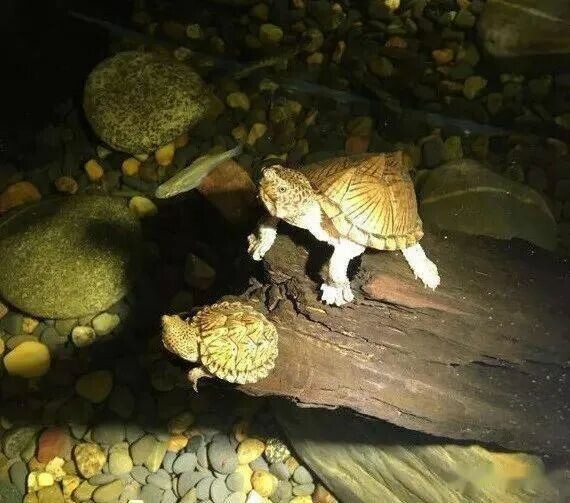 新手养龟如何度过应激期?正确方法避免乌龟生病