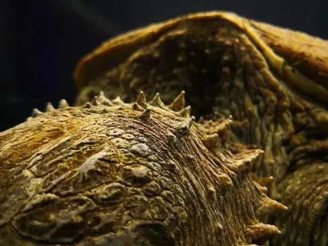 为什么越来越多玩家选择饲养鳄龟？三大原因解析