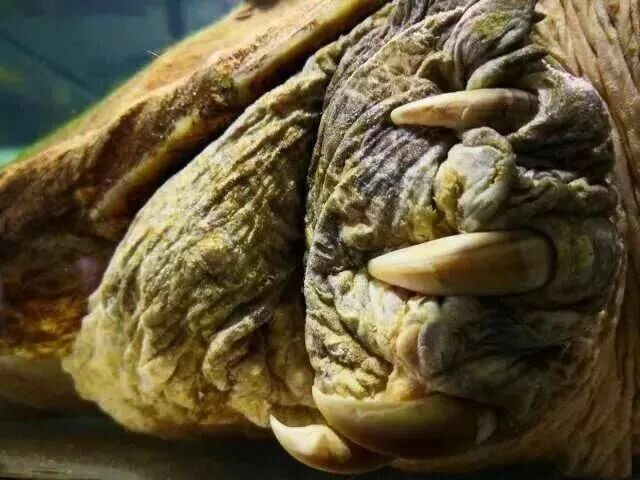 为什么越来越多玩家选择饲养鳄龟？三大原因解析