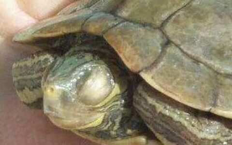 A Must-Read for Beginners! A Complete Guide to the Symptoms and Treatment of Turtle Skin Rot, White Eye Disease, and Gastroenteritis