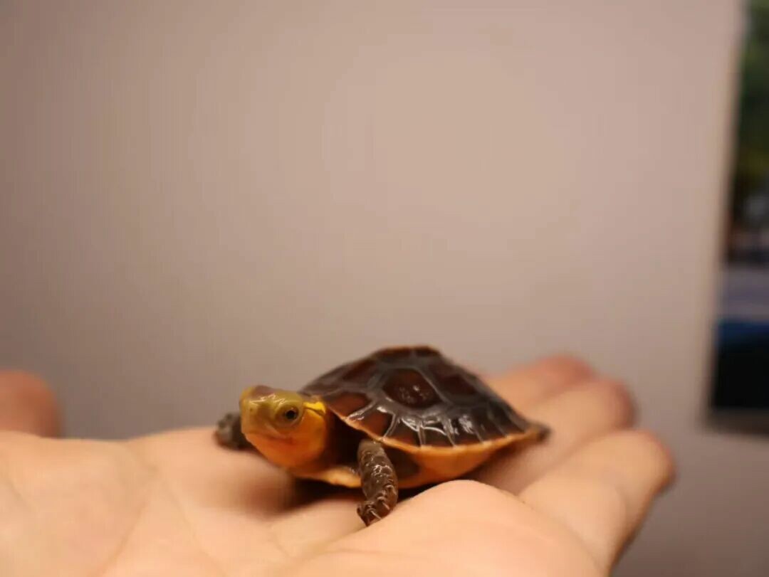 百科全书