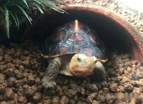 活動中のホウエンセマルハコガメの図