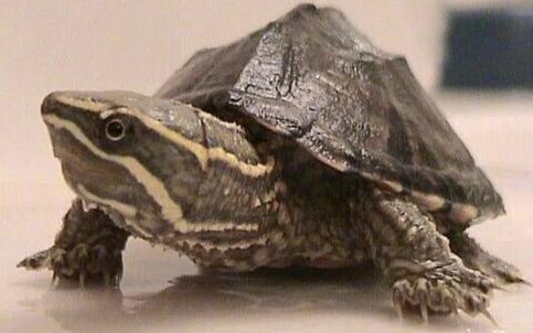 Why Have Musk Turtles Become the Most Popular Choice in the Musk and Mud Turtle Community?