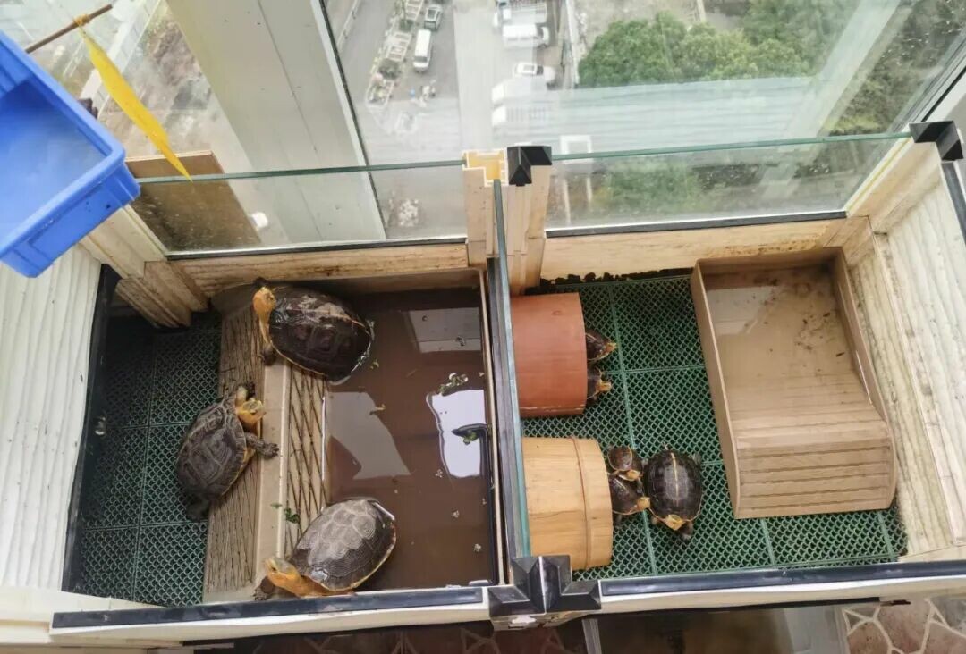 新手必看!黄缘龟适合水养还是土养?四种环境对比分析