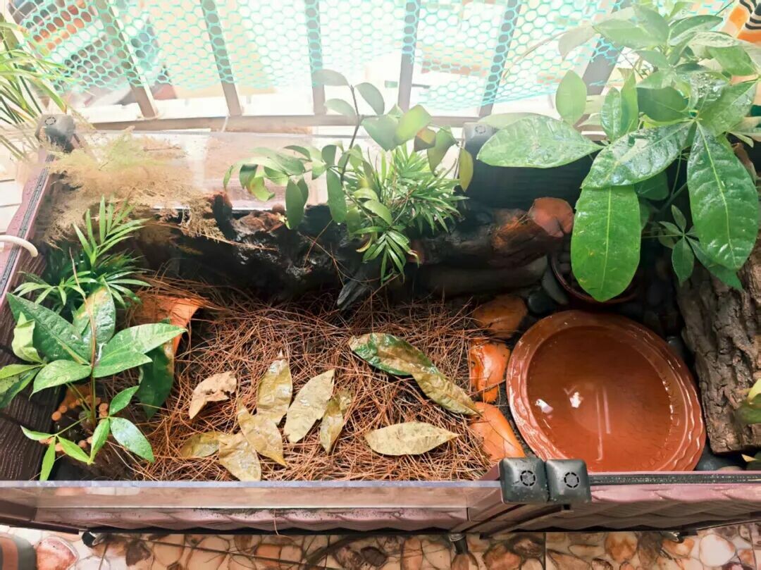新手必看！黄缘龟适合水养还是土养？四种环境对比分析