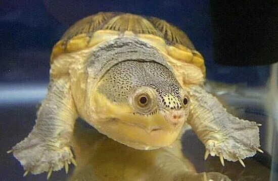 An’yuan vs. Narrow-bridged Musk Turtle: Which is Better? A Comparison of Appearance, Price, and Husbandry Difficulty