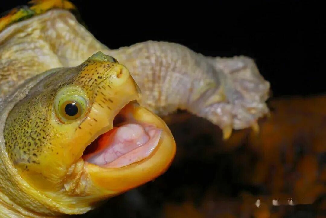 An’yuan vs. Narrow-bridged Musk Turtle: Which is Better? A Comparison of Appearance, Price, and Husbandry Difficulty