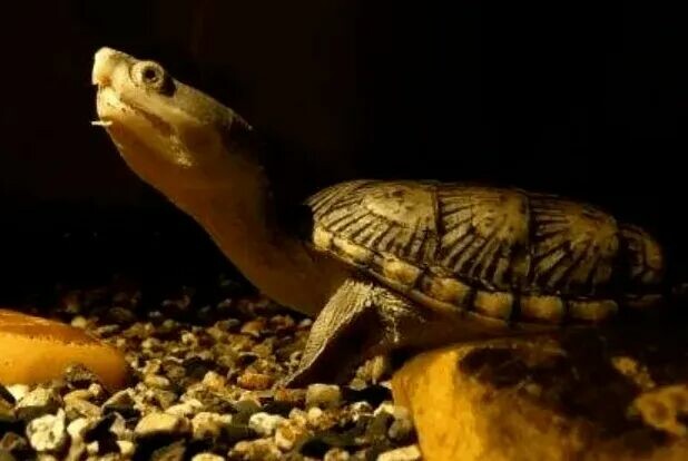 An’yuan vs. Narrow-bridged Musk Turtle: Which is Better? A Comparison of Appearance, Price, and Husbandry Difficulty