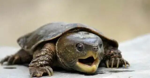 How Difficult is it to Keep a Big-headed Turtle? Uncovering the Causes Behind 'The King of Sudden Death'