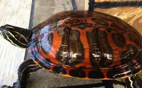 A Guide to Keeping Flame Turtles: A Complete Analysis of Size, Color Development, and Cohabitation