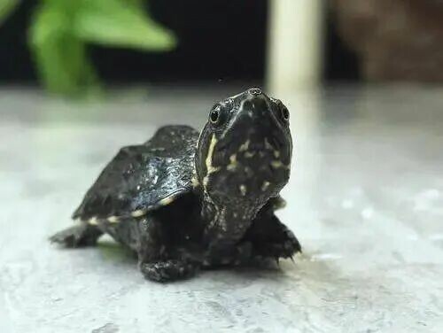 A Complete Guide to Keeping Common Musk Turtles: Appearance, Temperament, and Beginner Recommendations