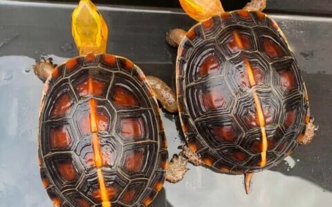 琉球缘与安缘、台缘、浙缘对比，哪个更适合新手饲养