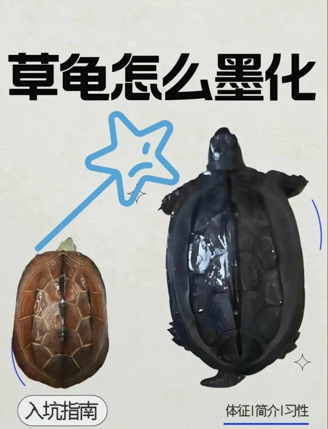 地摊三剑客龟种对比：价格、性格与可玩性分析