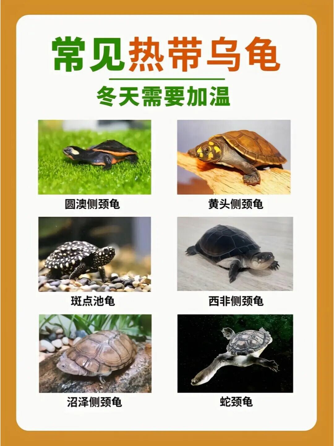 新手必看：乌龟冬眠准备与安全饲养指南