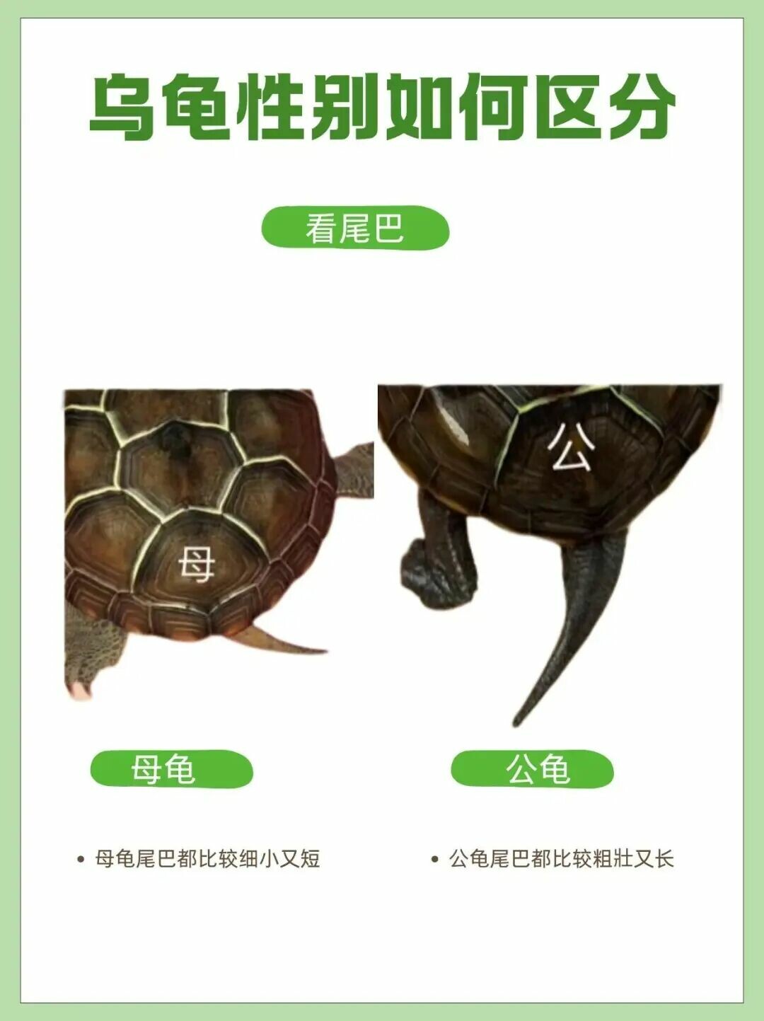 How to Tell if a Turtle is Male or Female? Three Quick Tricks for Sexing