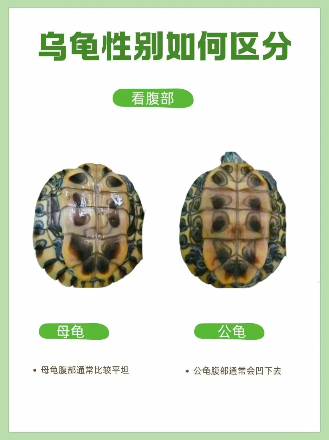 How to Tell if a Turtle is Male or Female? Three Quick Tricks for Sexing