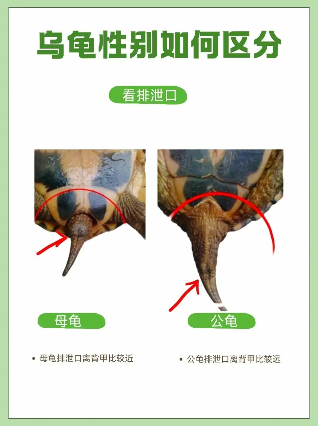 How to Tell if a Turtle is Male or Female? Three Quick Tricks for Sexing