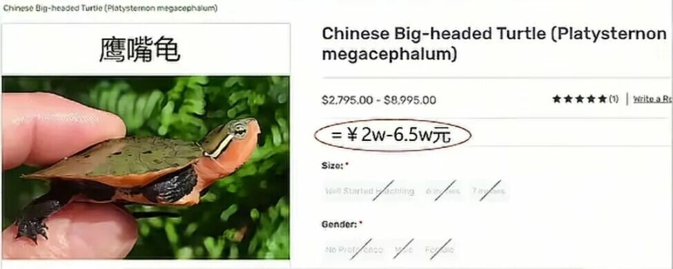 鹰嘴龟