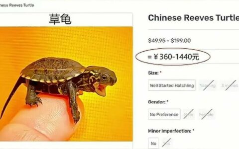 国产乌龟海外身价逆袭：从白菜价到天价宠