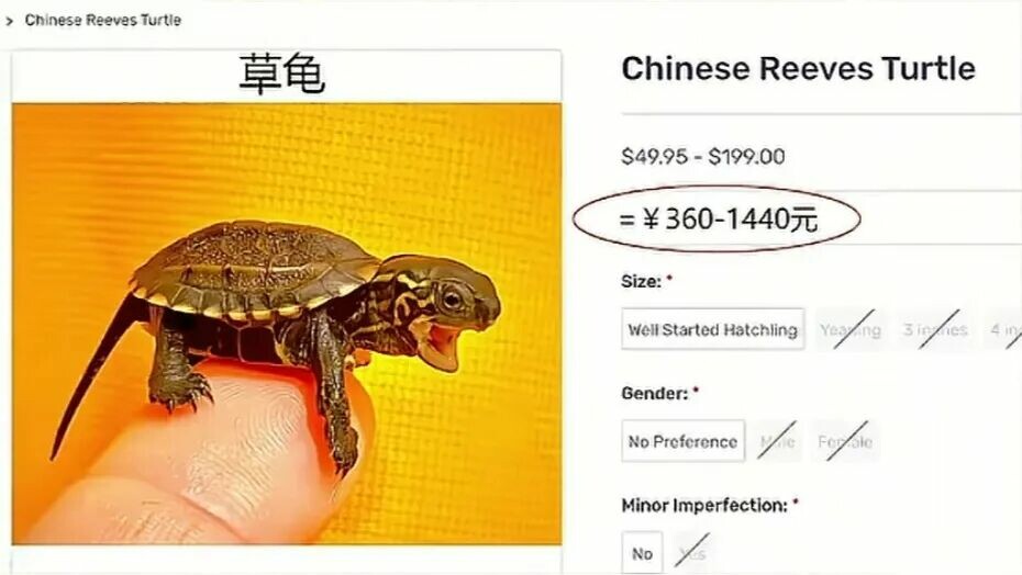 国产乌龟海外身价逆袭:从白菜价到天价宠