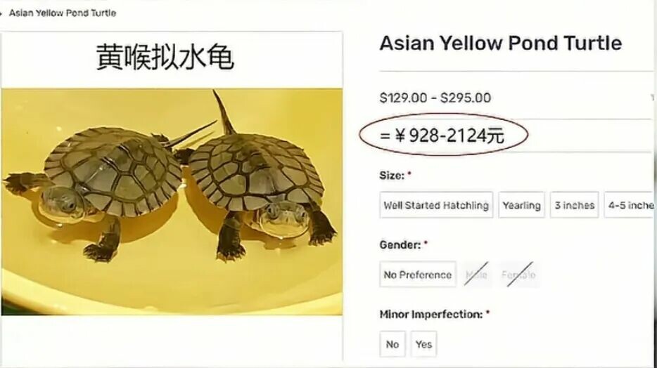 国产乌龟海外身价逆袭:从白菜价到天价宠