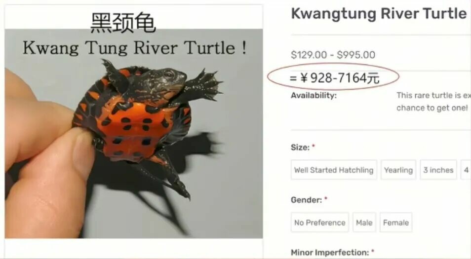 国产乌龟海外身价逆袭：从白菜价到天价宠
