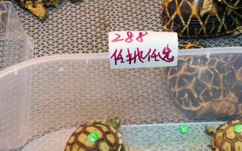 苏卡达陆龟价格大跳水，入手前必须了解的饲养要点