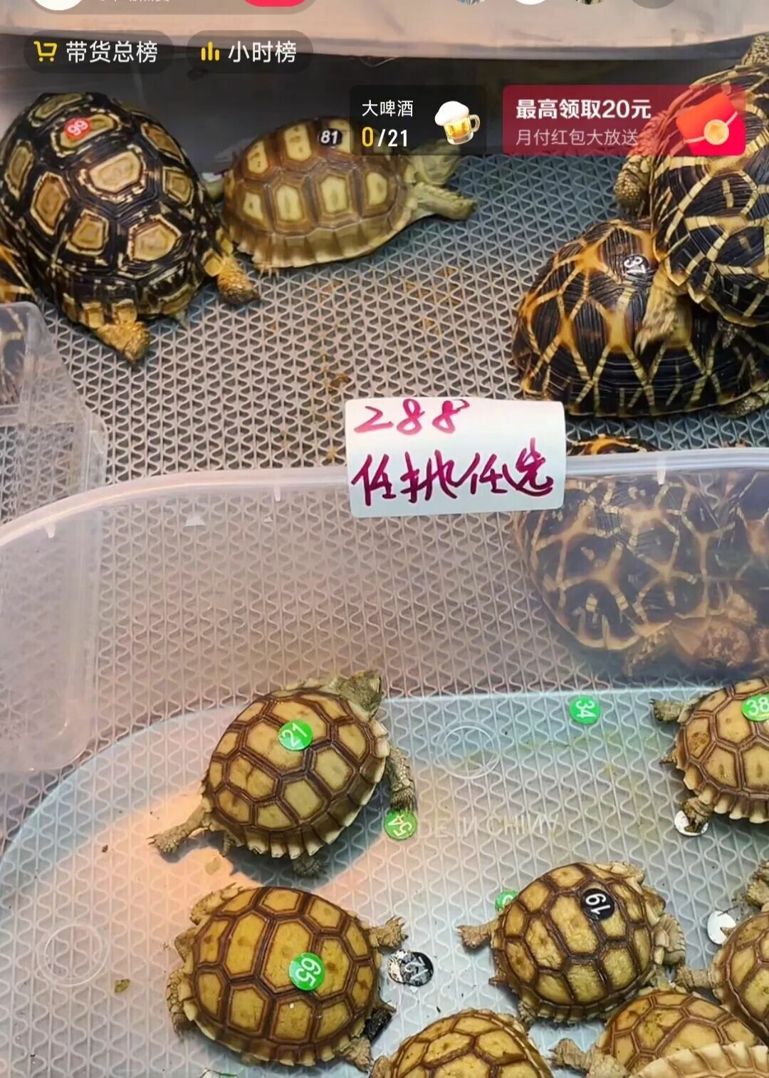 苏卡达陆龟 