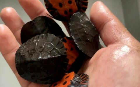 6 种以前天价龟现在几块钱就能入手，你错过了吗？