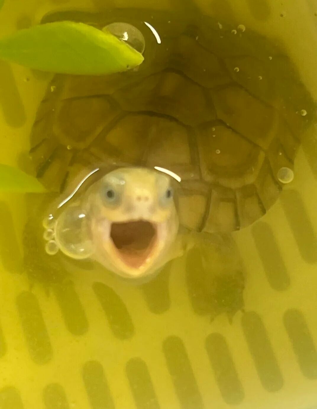 黄喉拟水龟 