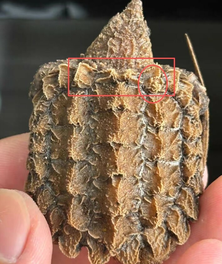 Diagram of an Alligator Snapping Turtle's extra scutes 
