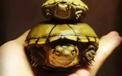 A Must-Read for Musk Turtle Keepers: Swimming Ability and Cohabitation Notes for the Helmeted Mud Turtle