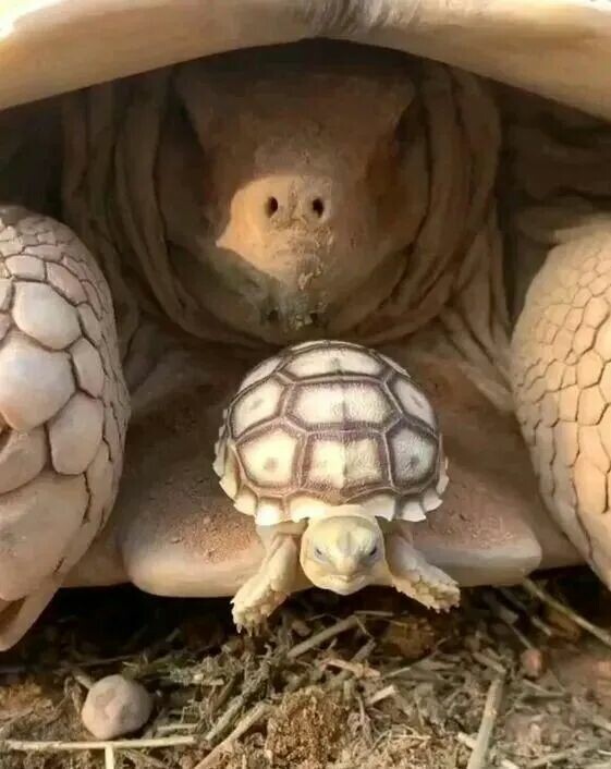 なぜケヅメリクガメはカメ飼育プレイヤーの新寵児となったのか?