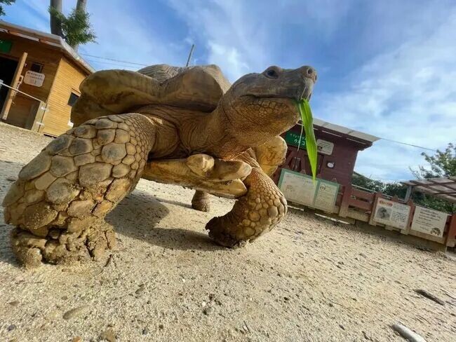 なぜケヅメリクガメはカメ飼育プレイヤーの新寵児となったのか?