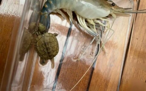 乌龟不能喂虾和生肉？专业分析乌龟饮食禁忌与正确喂食方法