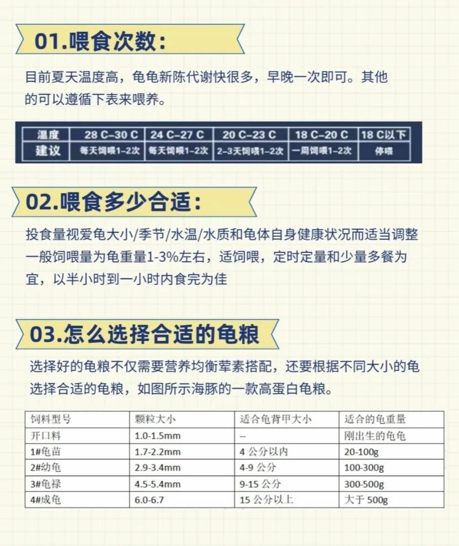 乌龟正在吃人工饲料