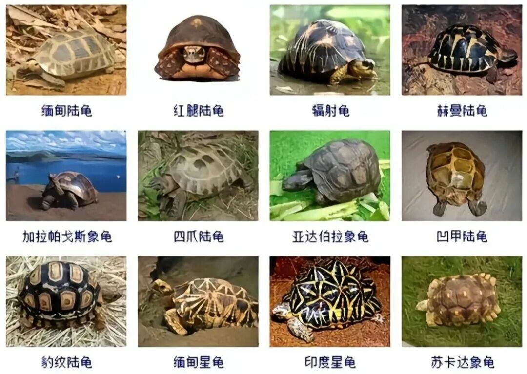 龟粮怎么选？3 个专业标准帮你挑对粮，告别拒食、肠炎！