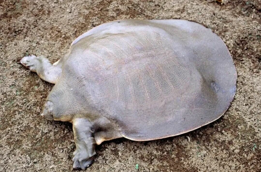 A close-up of a Yuan, showing the color of its head and carapace